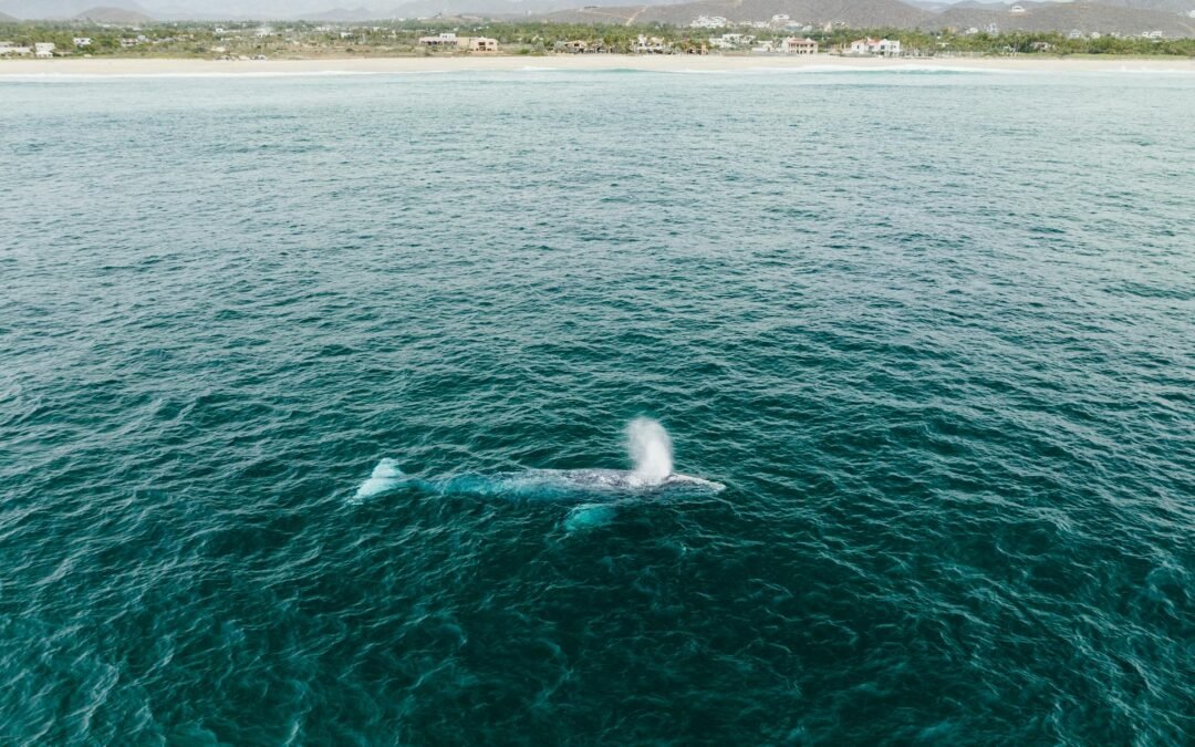 Whale Watching Season 2026 in Baja California Mexico